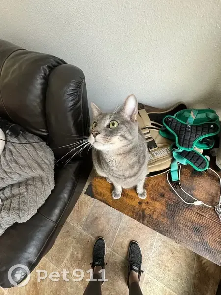 Friendly Tabby Missing on Salmon St, SD - photo