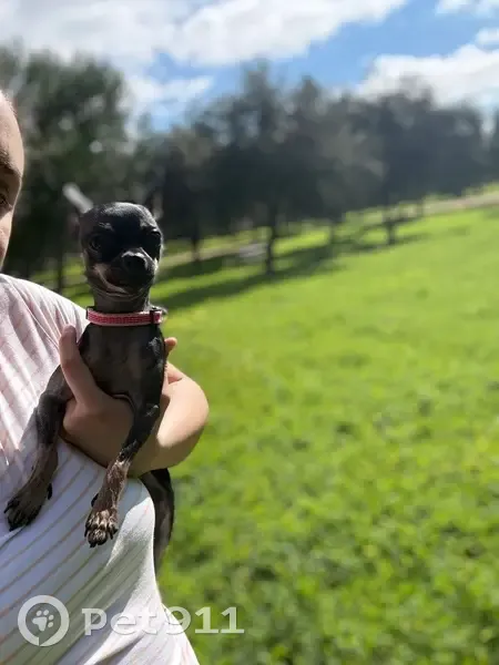 Chihuahua Negro Perdido en Palmas Altas - photo
