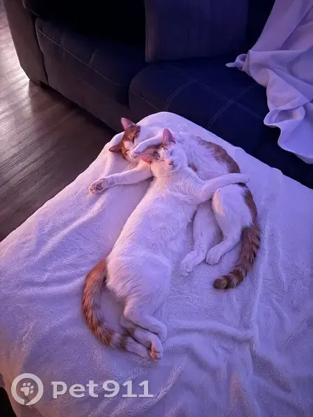 Missing Cat Duo: Sweet & Timid, Canton - photo