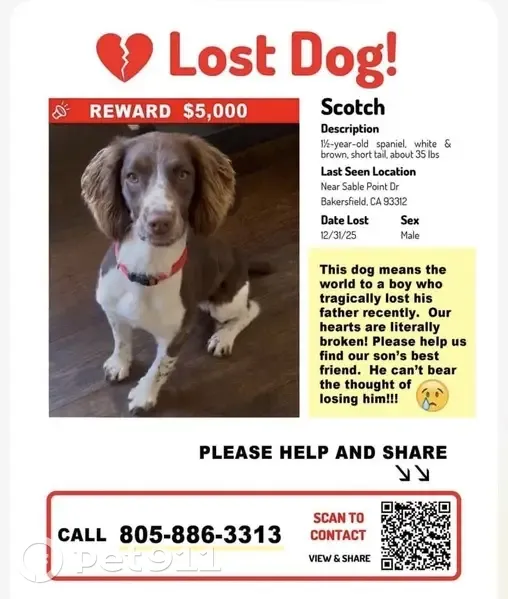 Lost Springer Spaniel: Brown & White, Bakersfield - photo