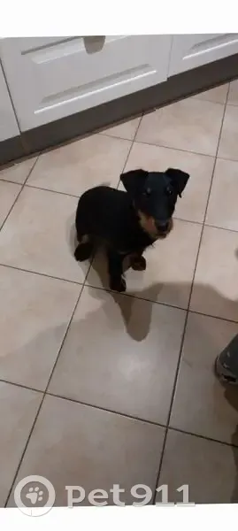 Chiot Jagd terrier perdu près de Souilly - photo