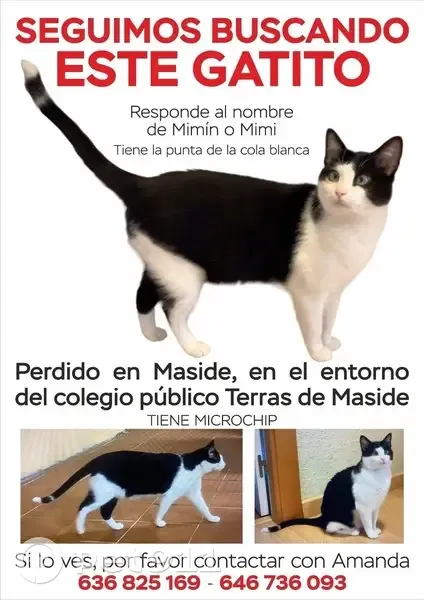 Gato perdido en Maside: blanco y negro, cola blanca - photo