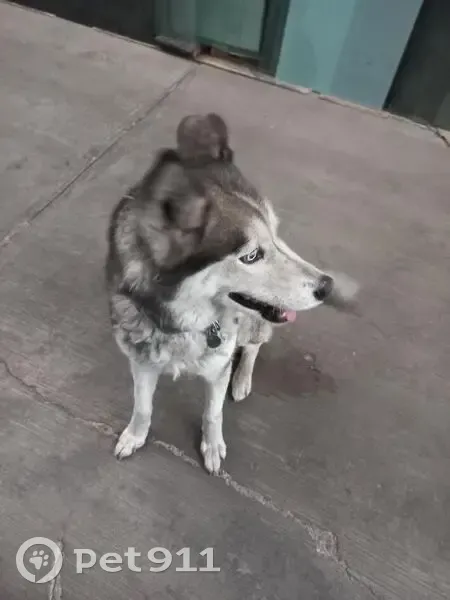 Perro Gris y Blanco Perdido en Culhuacán - photo