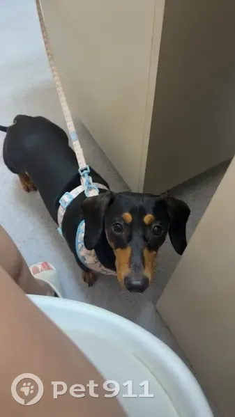 Lost Black & Tan Dog in Brisbane Area - photo