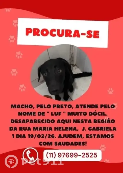 Cachorro perdido - photo