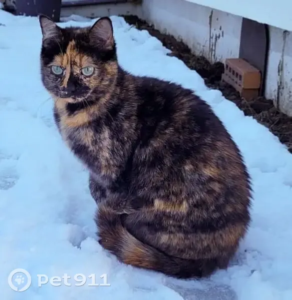 Chat disparu Fille, Couëron (fl584157) - photo