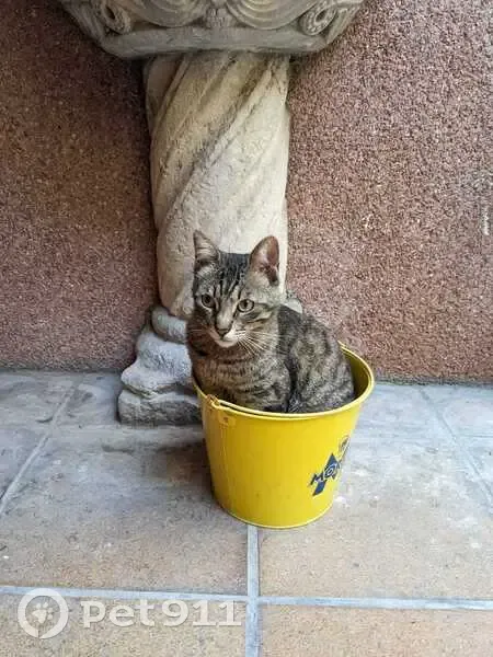 gato perdida, Sant Cugat del Valles - photo