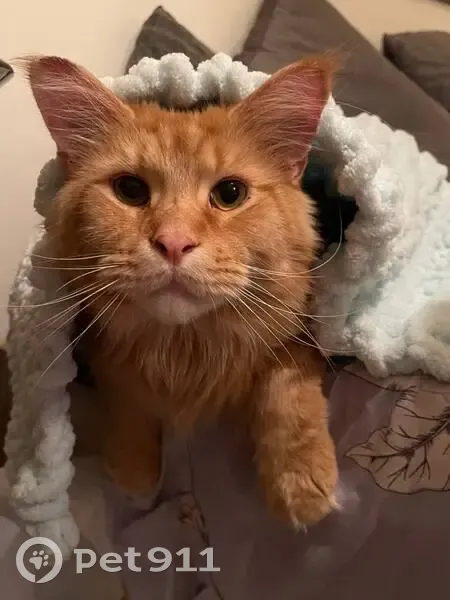 Зникла кішка, Кривий ріг - photo