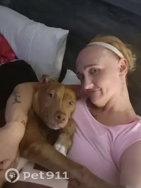 Missing dog, Searcy - photo