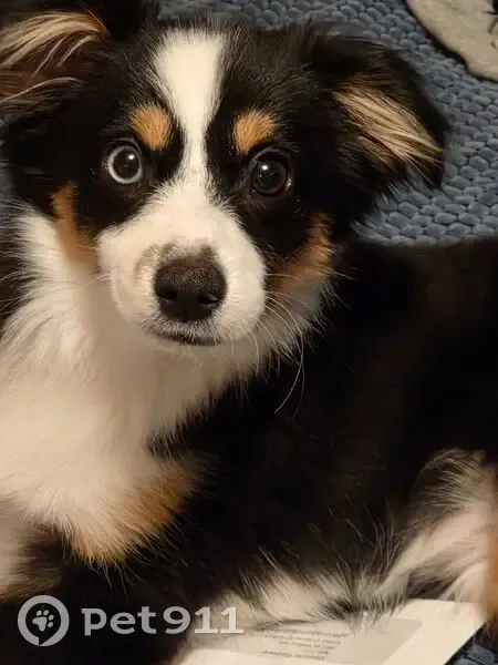 Missing dog, Coeur d'Alene - photo