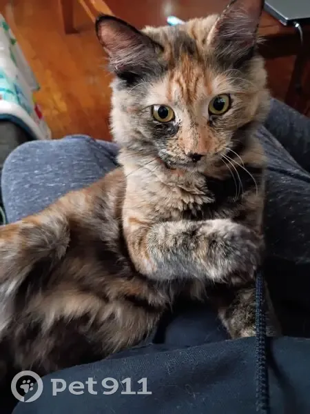 Missing cat, Lincoln - photo