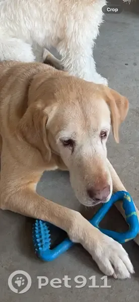 Missing dog, Midland - photo