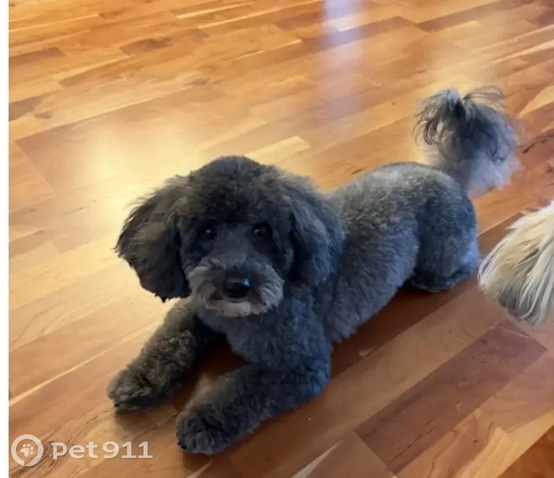 Missing dog, Miami - photo