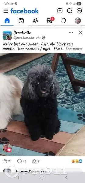 Missing dog, Brookings - photo