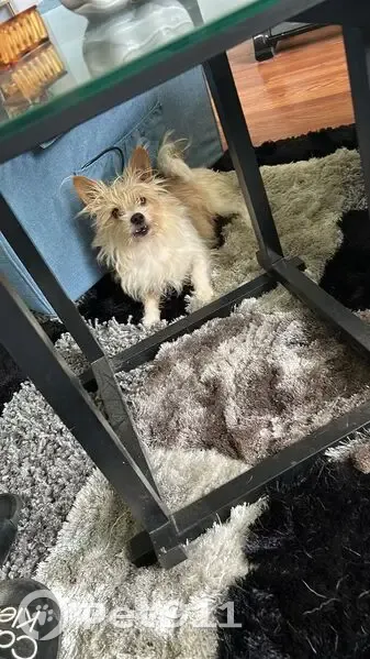 Lost Yorkie on Rookwood Ave, Louisville - photo