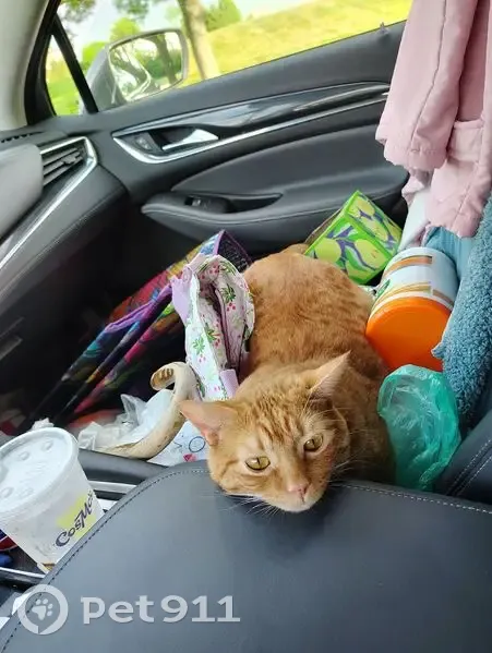 Missing cat, Rockford - photo