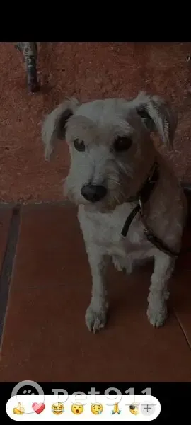 perro encontrada - photo