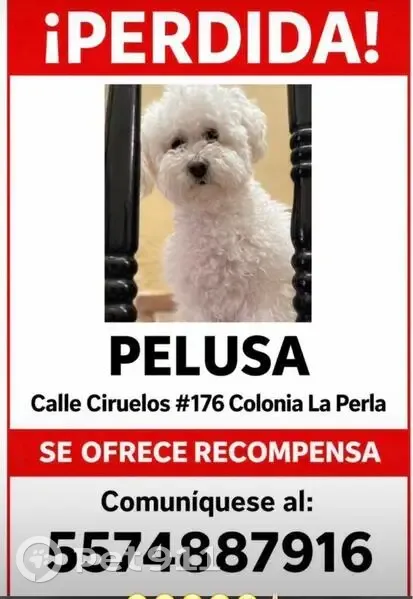 perro perdida - photo