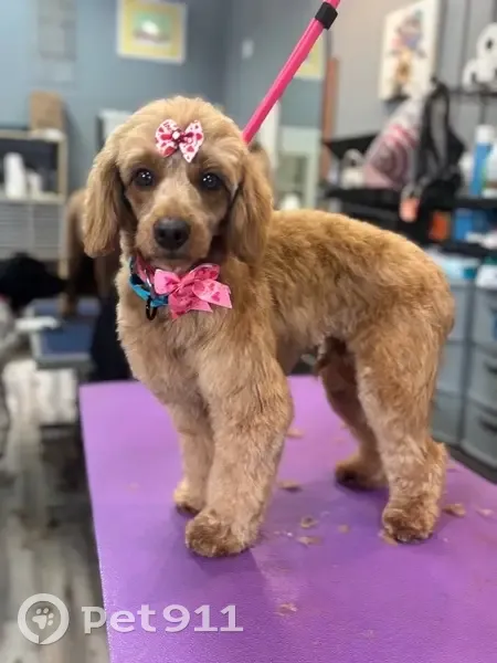 Missing dog, University City - photo