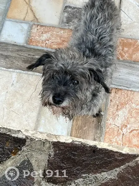 perro perdida, Cuautitlan - photo