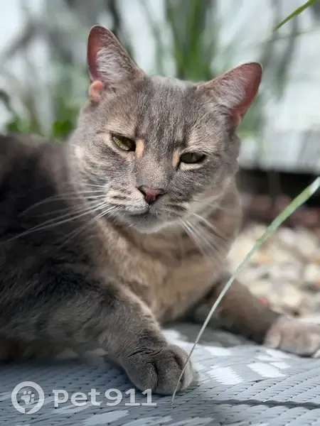 Lost cat, Hobsons Bay - photo