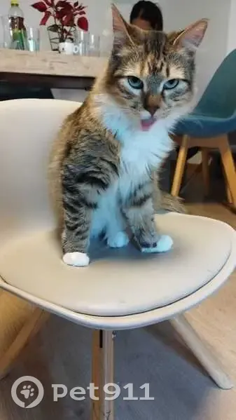 gato perdida - photo