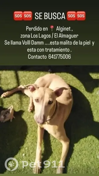 perro perdida - photo