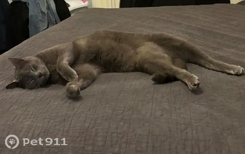 Lost cat, Stonnington - photo