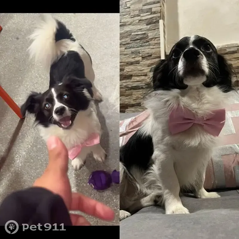 perro perdida - photo