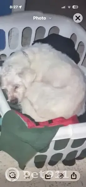 Missing dog, Ocean Springs - photo