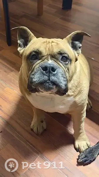 Missing dog, Umatilla - photo