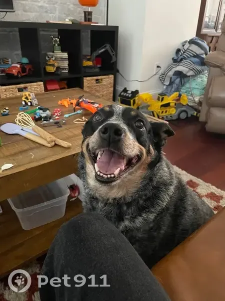 Missing dog, Washington - photo