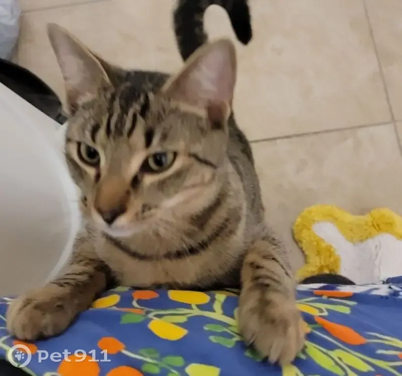 Missing cat, Baltimore - photo