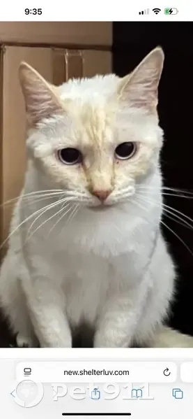 Missing cat, Conway - photo