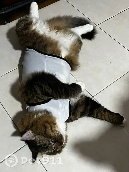 Lost cat, Singapore - photo