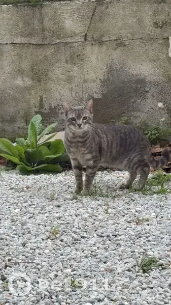 Chat trouvé Garçon, Carcassonne (ff584227) - photo
