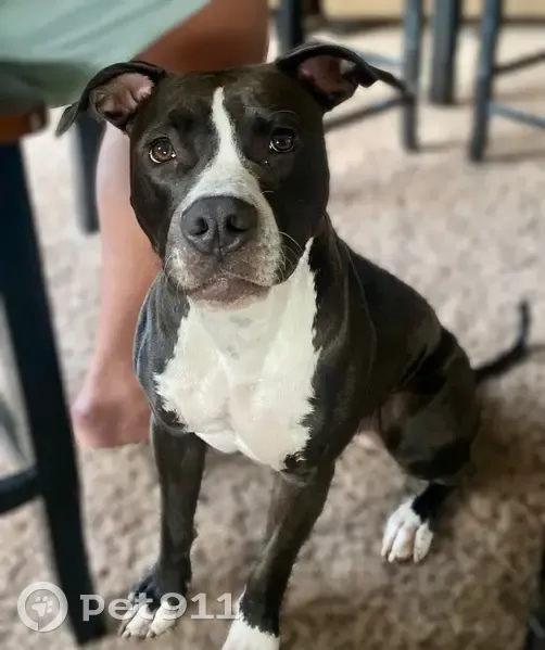 Missing dog, American Fork - photo