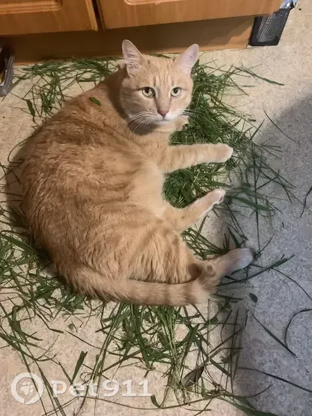 Зникла кішка, Київ - photo