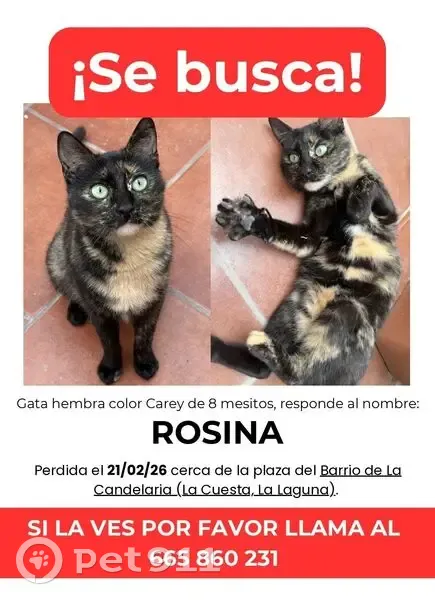 gato perdida, La Laguna - photo