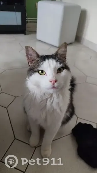 Chat disparu Garçon (fl584236) - photo