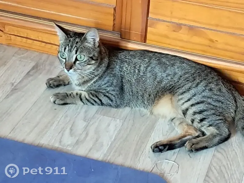 Chatte écaille perdue à Niort - photo