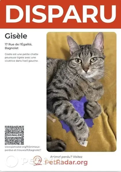 Chatte tigrée peureuse perdue à Bagnolet - photo