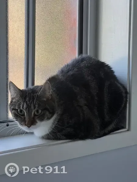 Lost Grey Cat: Black Stripes, White Feet - photo