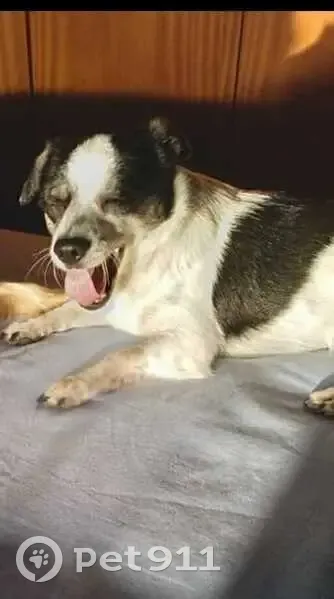 Cachorro perdido - photo