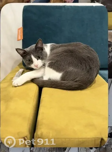 Lost Gray & White Tuxedo Cat - Help Find! - photo