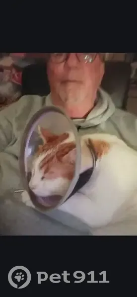 Chat perdu blanc et roux à Tomblaine - photo