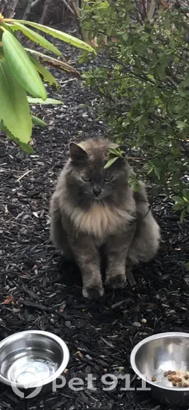Lost Feral Cat: Help Find Her in Smithtown - photo