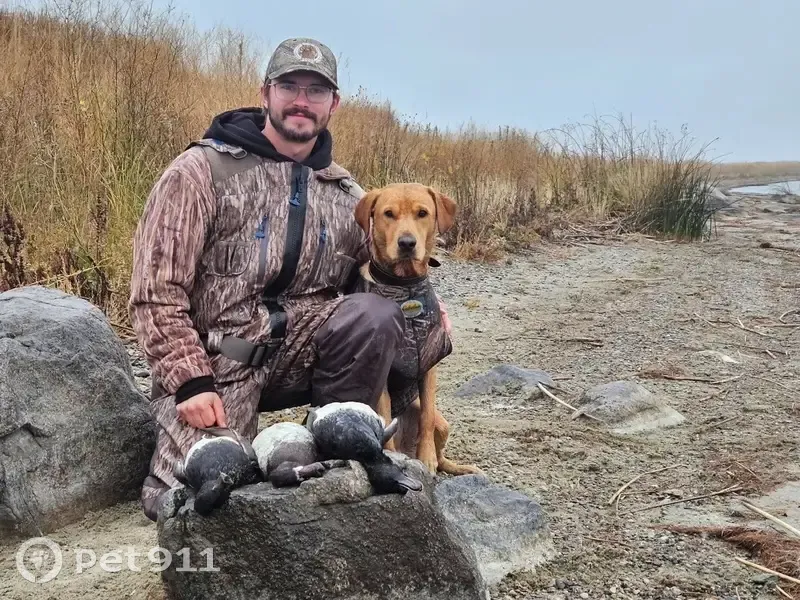Lost Red Lab - Friendly, Stillwater Area - photo