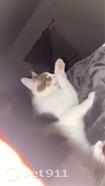 Missing: Chunky Cat with Brown Patches - photo