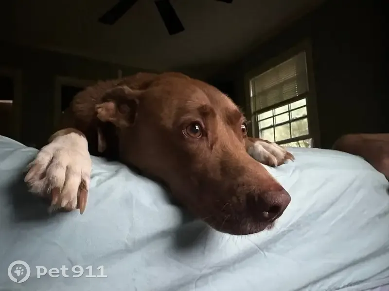 Friendly Brown Pit Mix Missing on Dent St. - photo